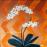 Orchide